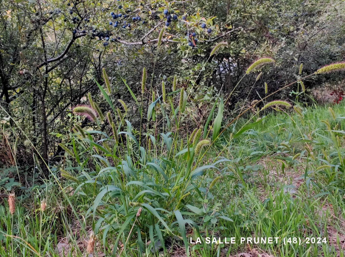 Bristle-grass, Red plant